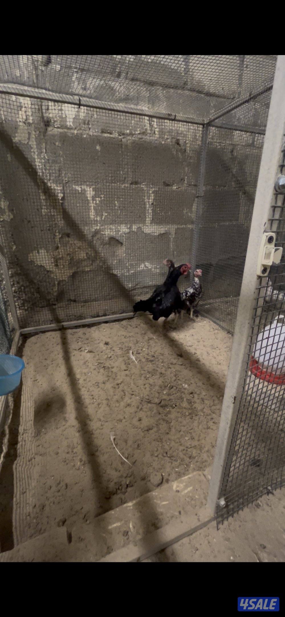 كوشامو مفارخ وكبار1