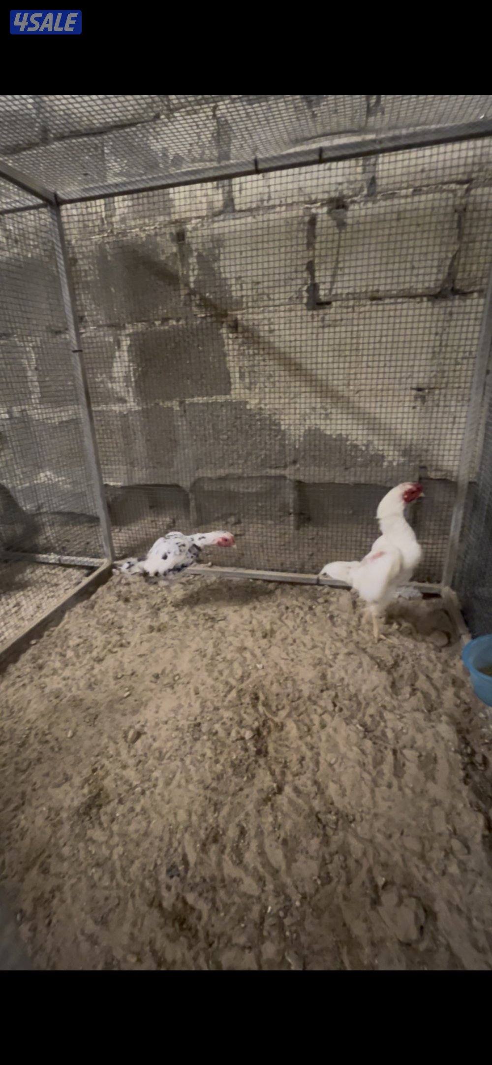 كوشامو مفارخ وكبار2