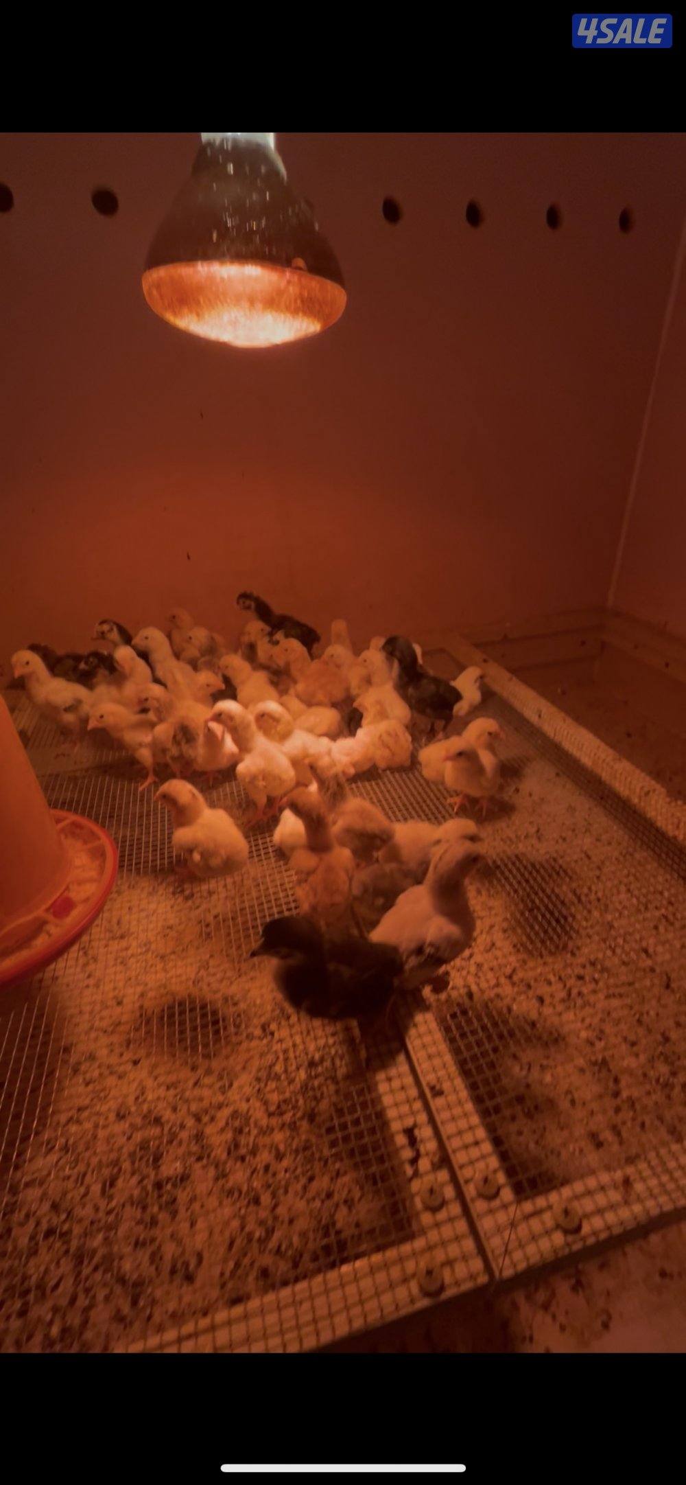 كوشامو مفارخ وكبار3