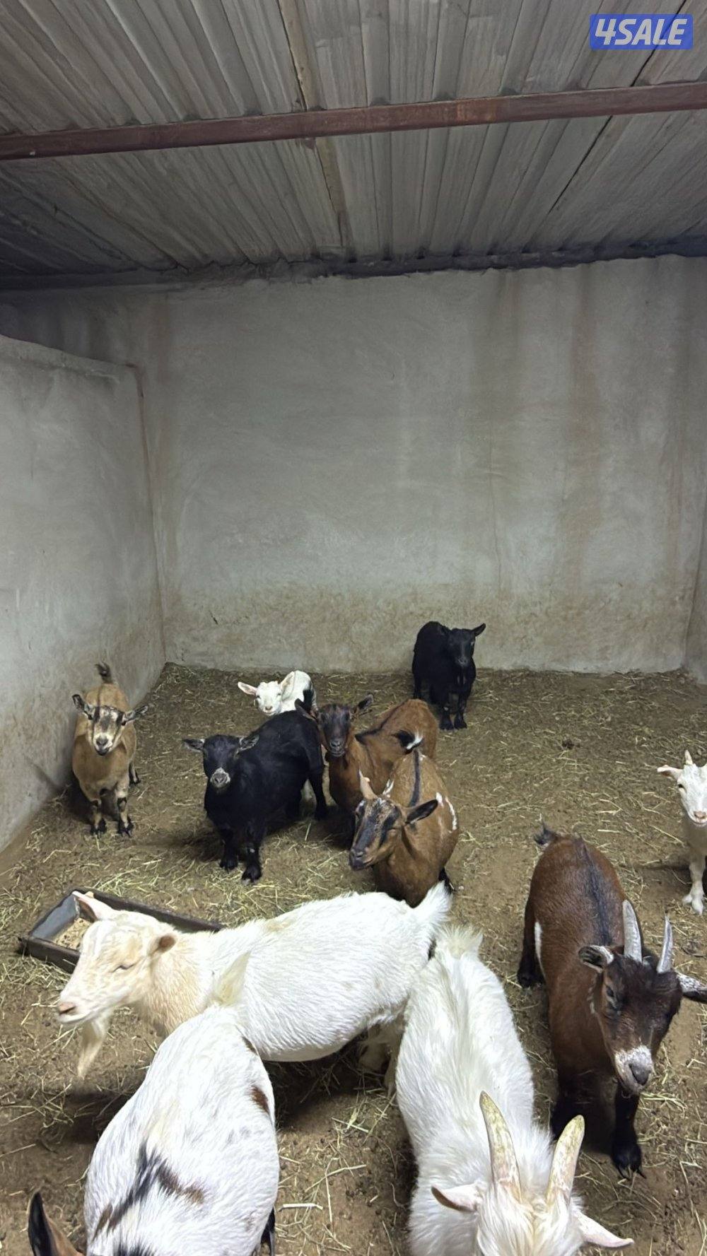 الماعز القزم اسعار تنافسيه🔥🔥🔥🔥2