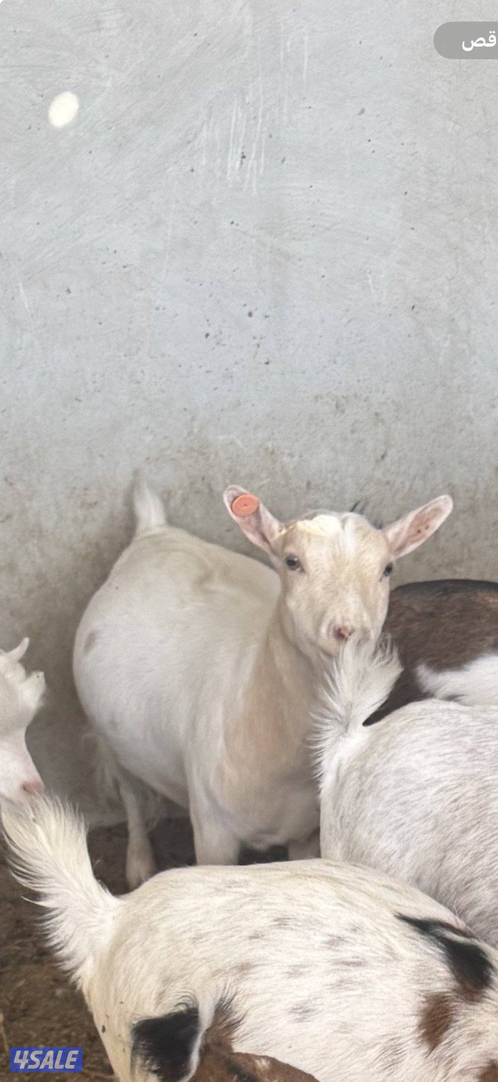 الماعز القزم اسعار تنافسيه🔥🔥🔥🔥4