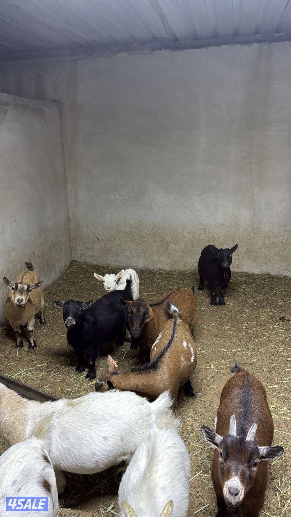 الماعز القزم اسعار تنافسيه🔥🔥🔥🔥6