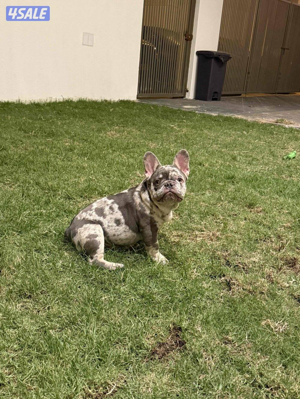 French bulldog - blue merle0