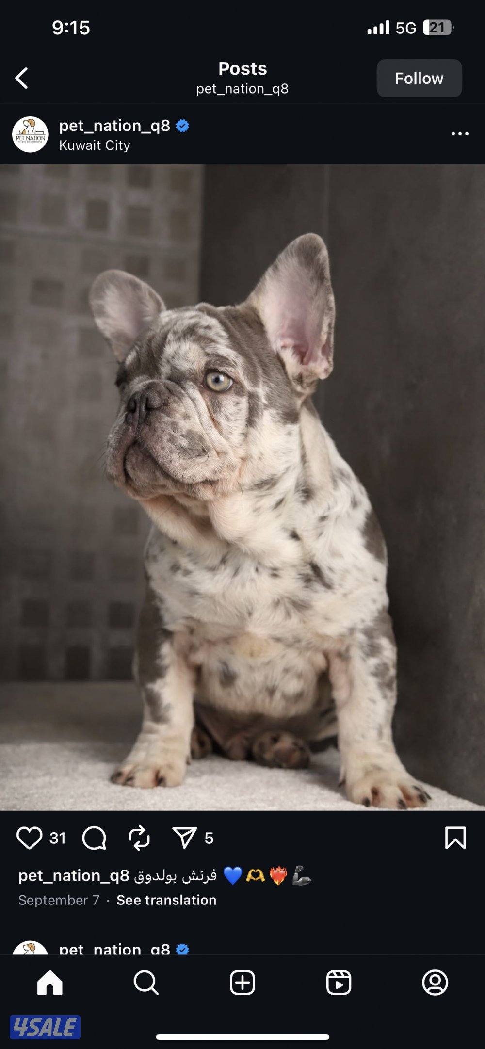 French bulldog - blue merle1