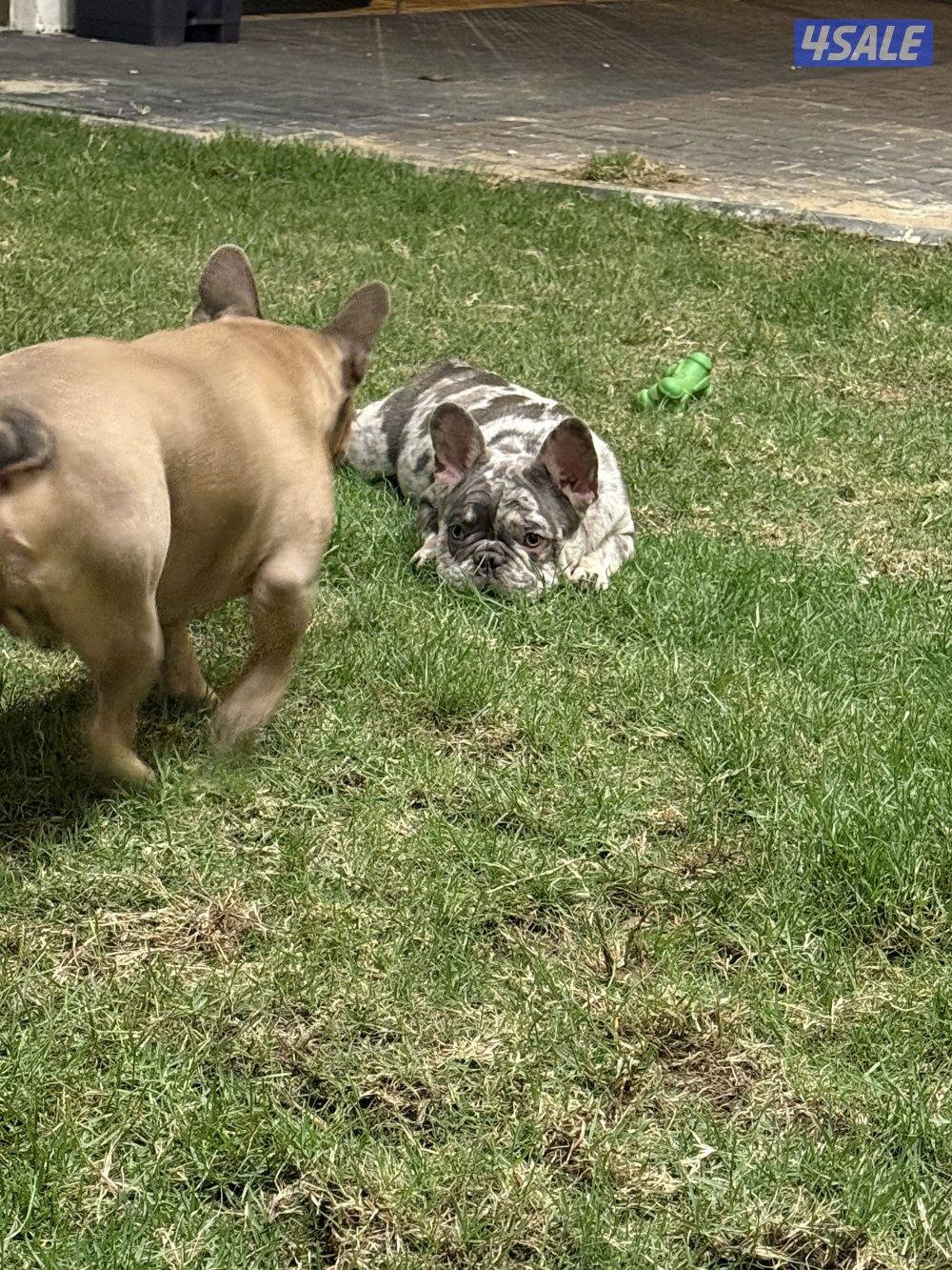 French bulldog - blue merle2