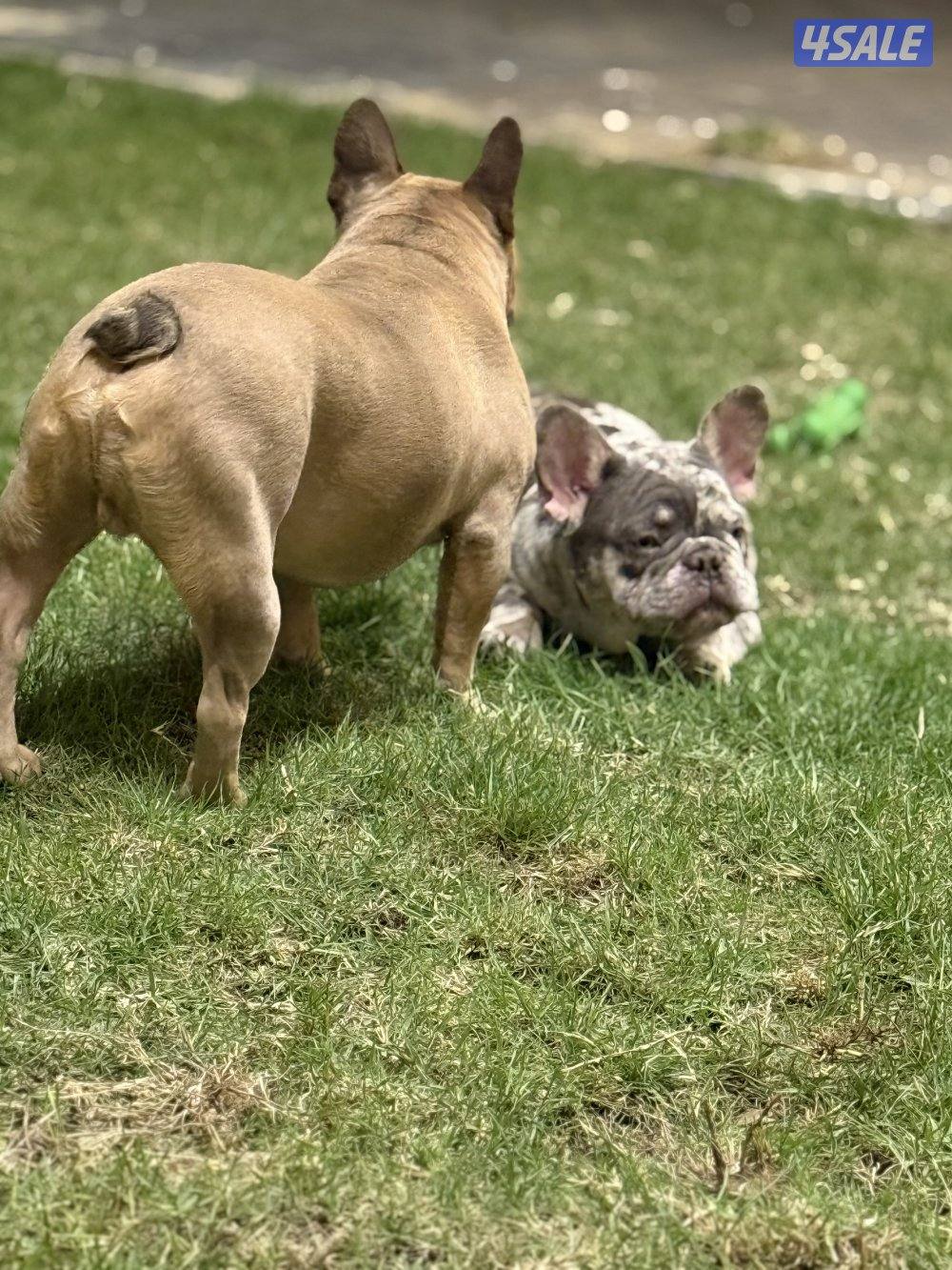 French bulldog - blue merle3