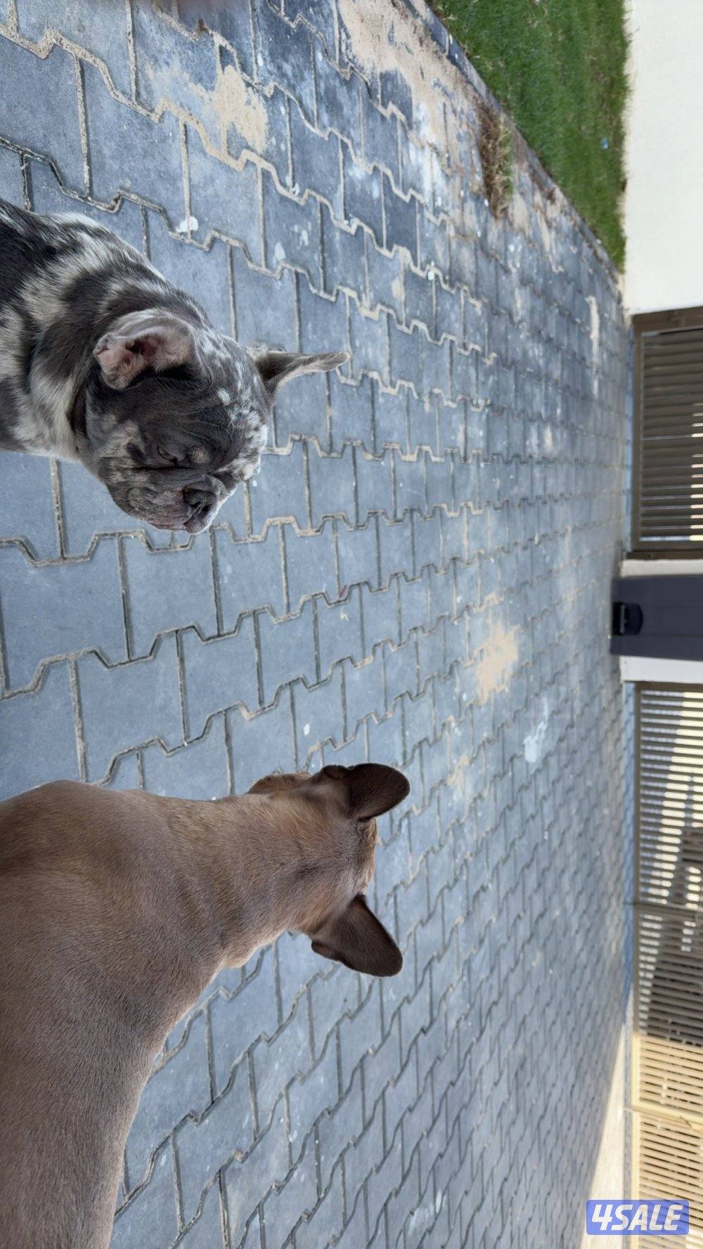 French bulldog - blue merle4