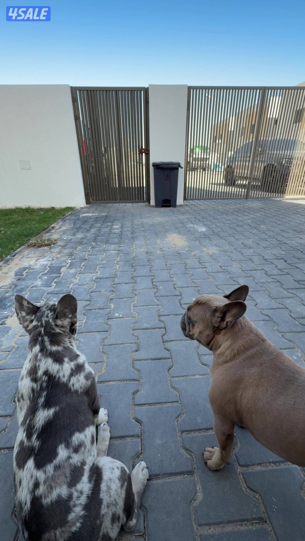 French bulldog - blue merle5