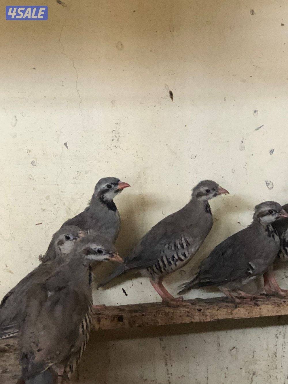 فروخ حجل الشنار0