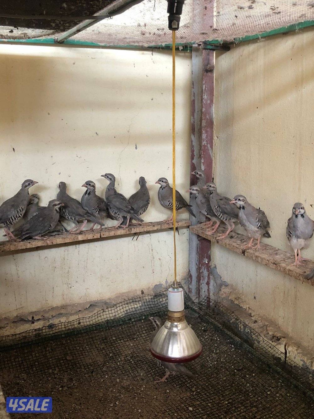 فروخ حجل الشنار1