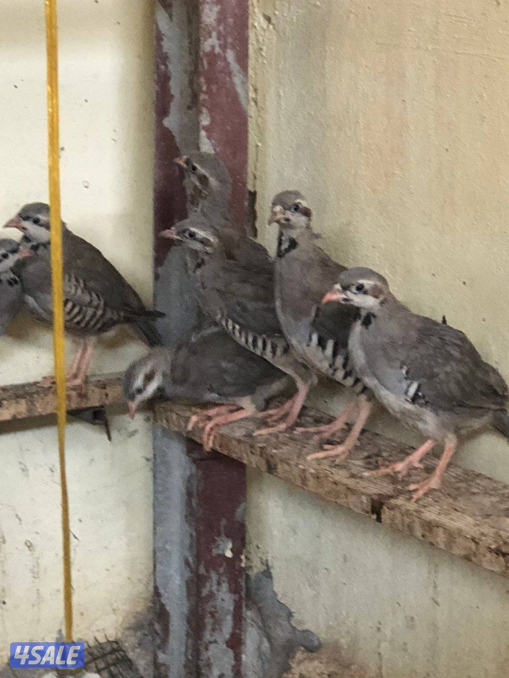 فروخ حجل الشنار2