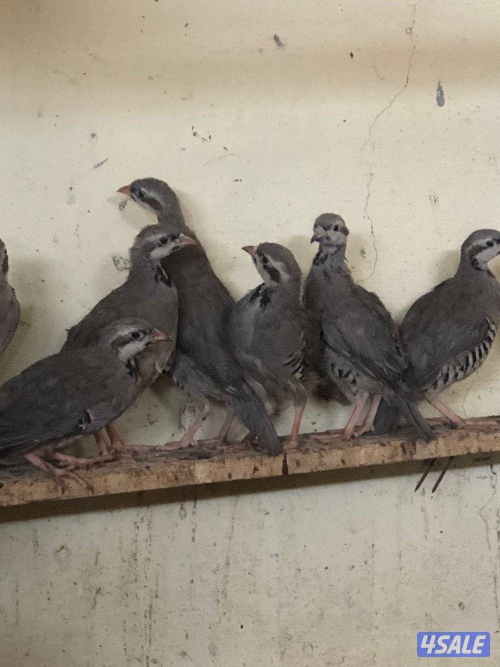 فروخ حجل الشنار3