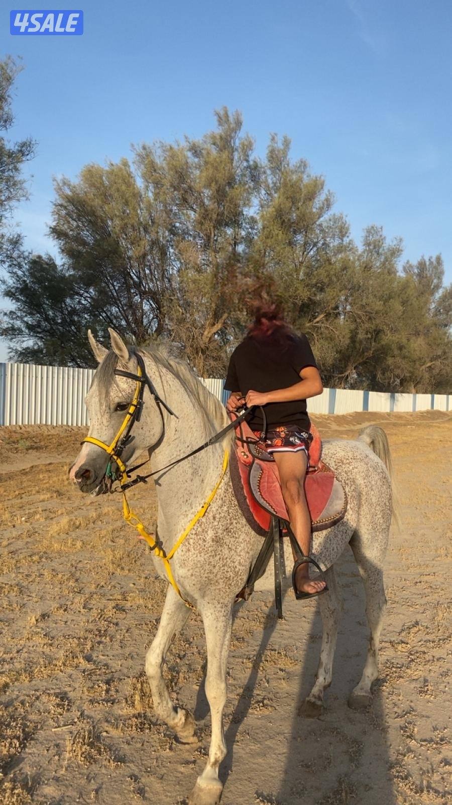 للبيع حصان مصري والبيع بلدي العمر ٥ول ٦معسوف ويركب عل المصراع0