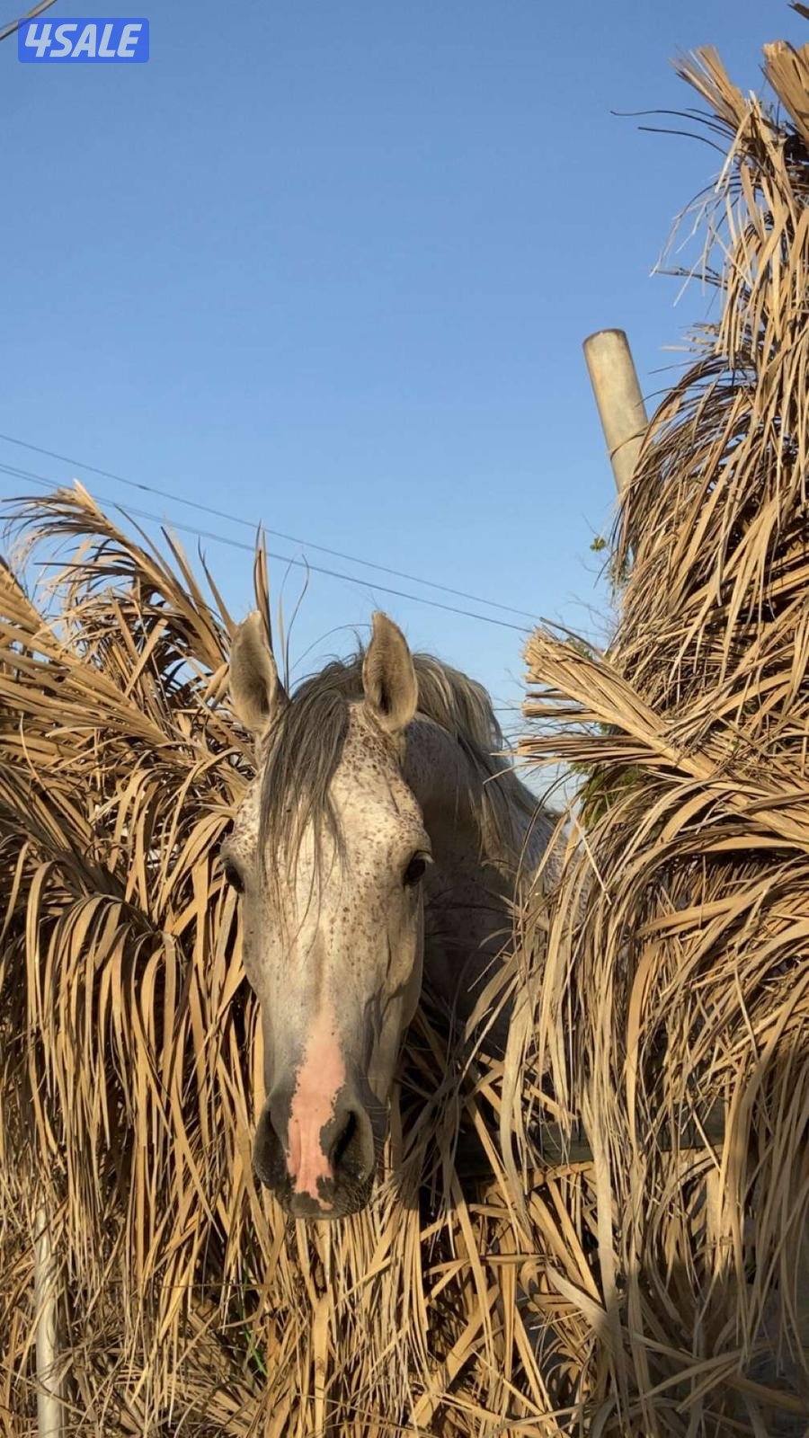 للبيع حصان مصري والبيع بلدي العمر ٥ول ٦معسوف ويركب عل المصراع1
