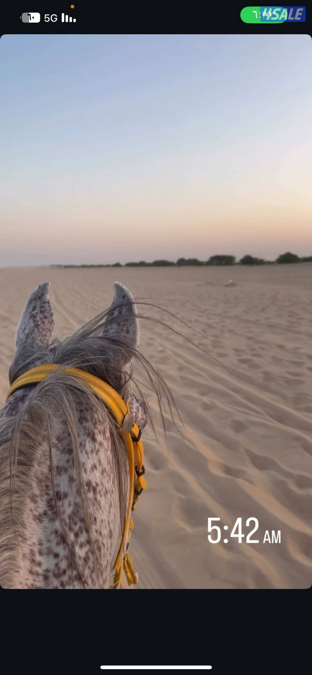 للبيع حصان مصري والبيع بلدي العمر ٥ول ٦معسوف ويركب عل المصراع2