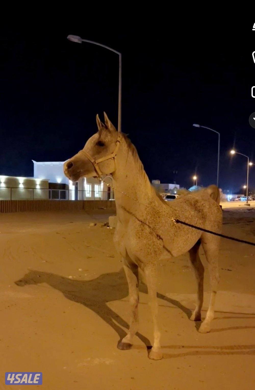 للبيع حصان مصري والبيع بلدي العمر ٥ول ٦معسوف ويركب عل المصراع3