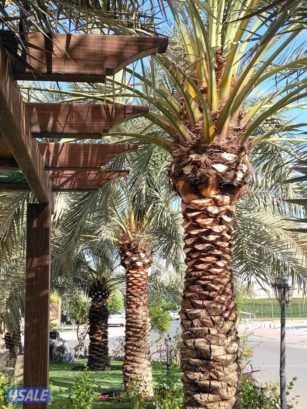 علی ابو حسين الاهوازي /تکریب/تنظيف/زراعه و نقل النخيل بيع و شرا ضمان1