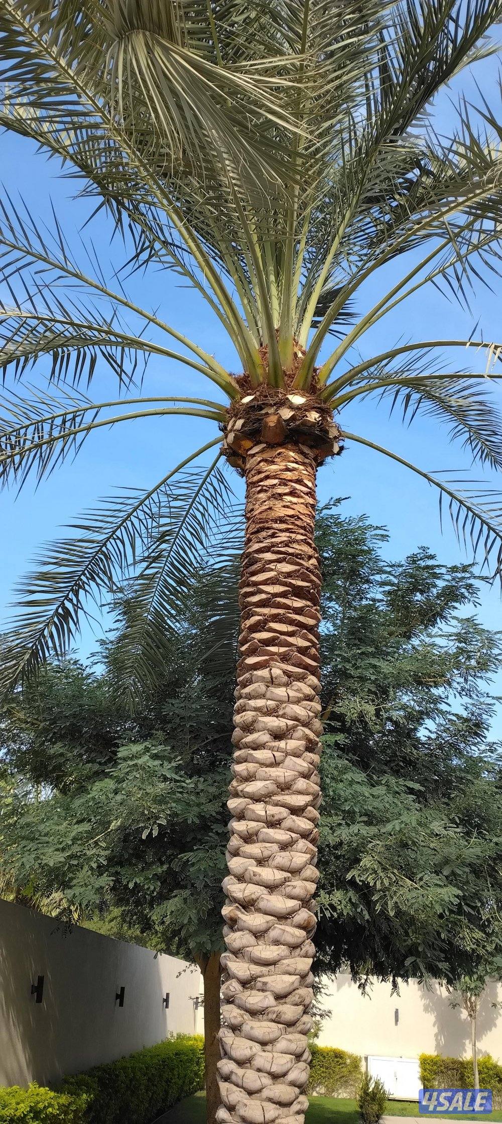 علی ابو حسين الاهوازي /تکریب/تنظيف/زراعه و نقل النخيل بيع و شرا ضمان8