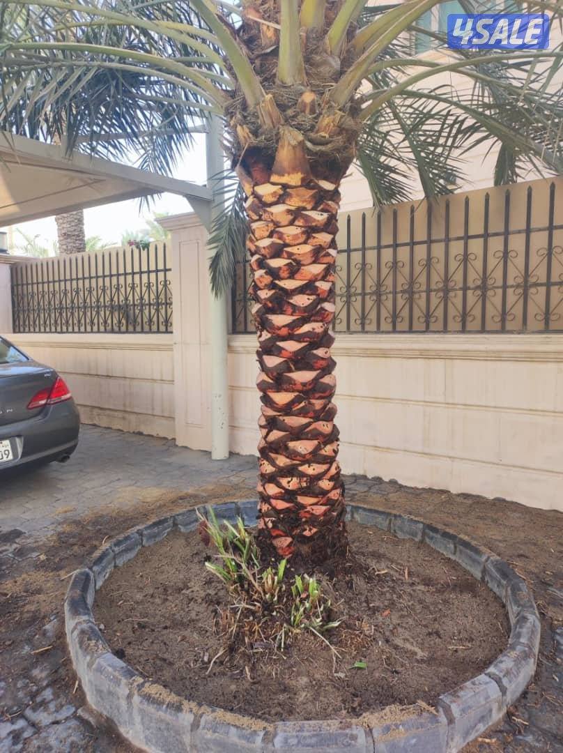 علی ابو حسين الاهوازي /تکریب/تنظيف/زراعه و نقل النخيل بيع و شرا ضمان9