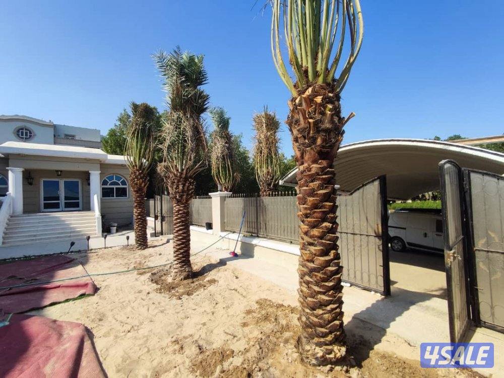 علی ابو حسين الاهوازي /تکریب/تنظيف/زراعه و نقل النخيل بيع و شرا ضمان10