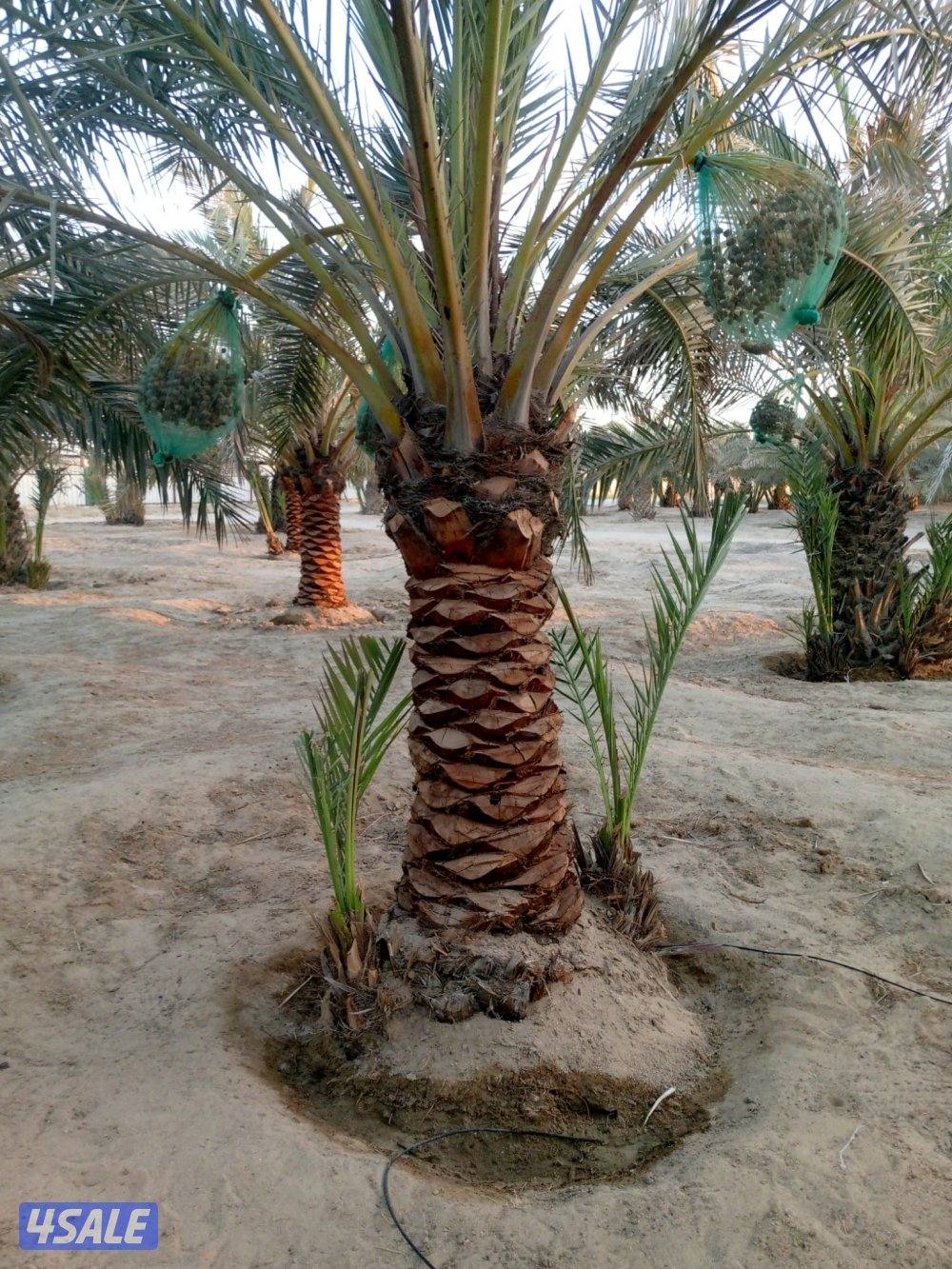 علی ابو حسين الاهوازي /تکریب/تنظيف/زراعه و نقل النخيل بيع و شرا ضمان11