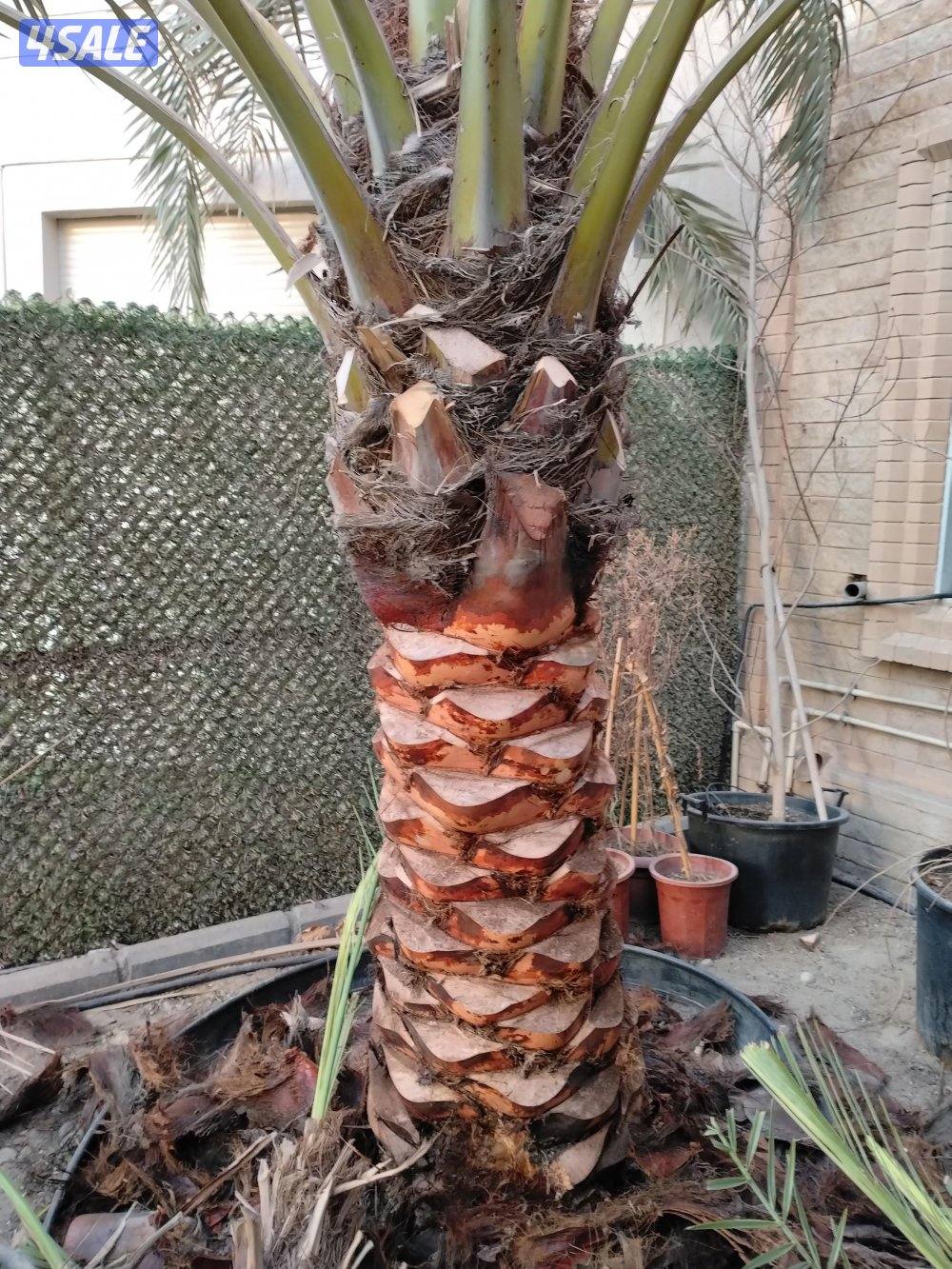 علی ابو حسين الاهوازي /تکریب/تنظيف/زراعه و نقل النخيل بيع و شرا ضمان12