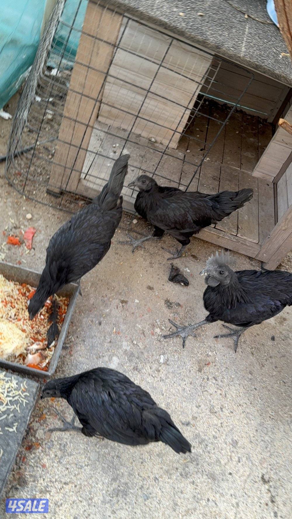 للبيع مجموعة أندونيسي دم صافي0