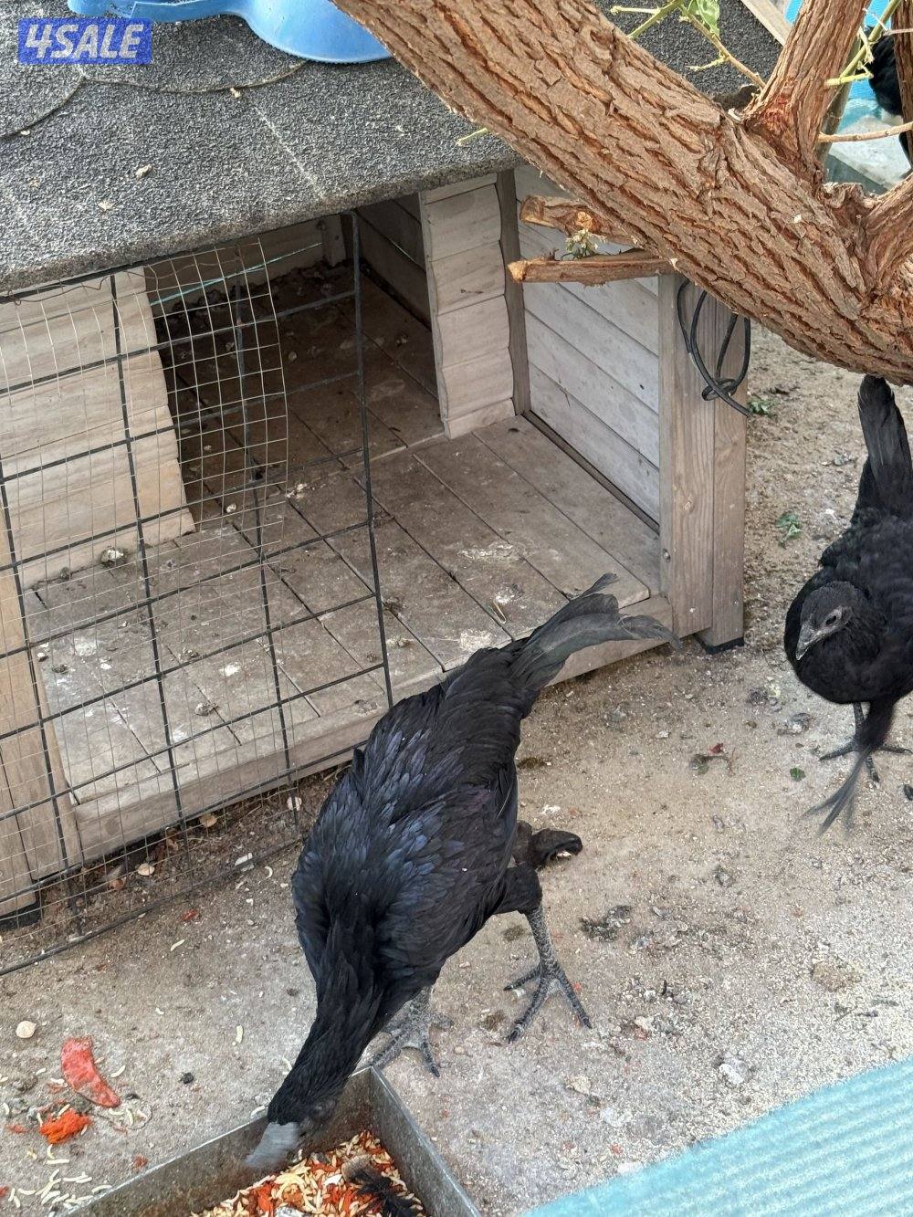 للبيع مجموعة أندونيسي دم صافي1