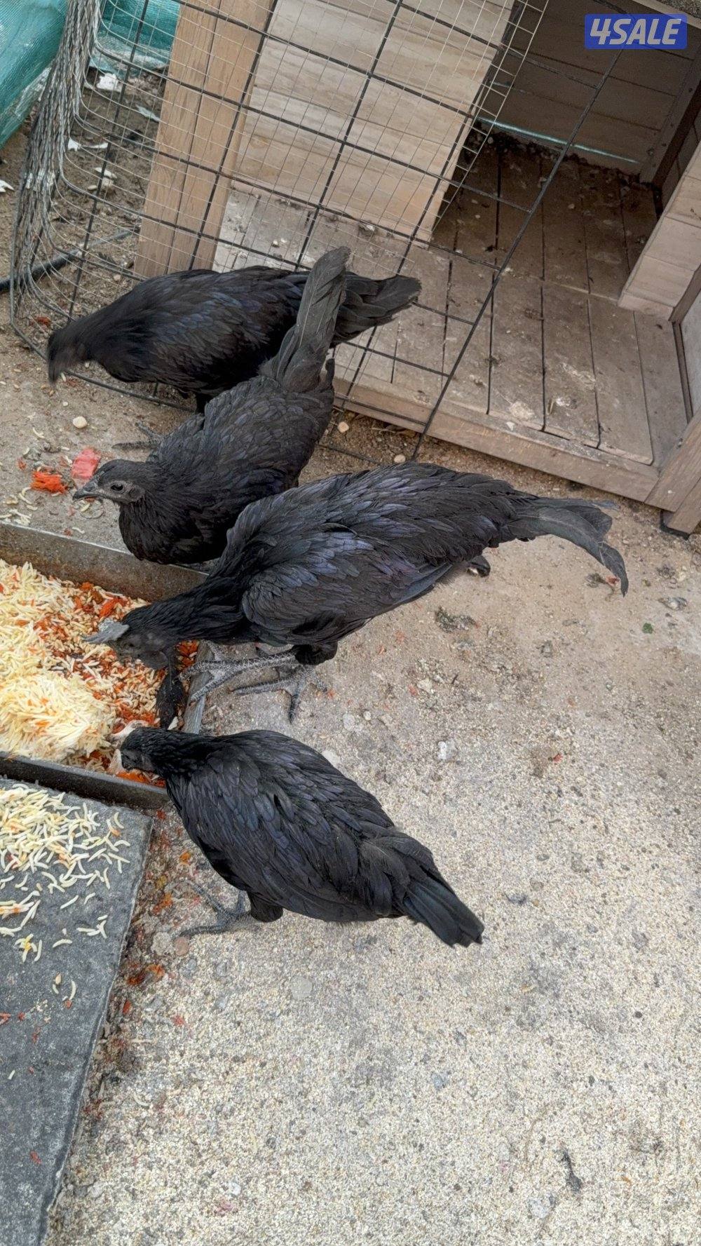 للبيع مجموعة أندونيسي دم صافي2