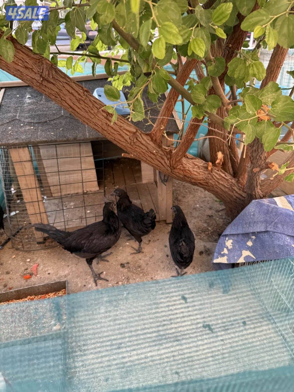 للبيع مجموعة أندونيسي دم صافي3