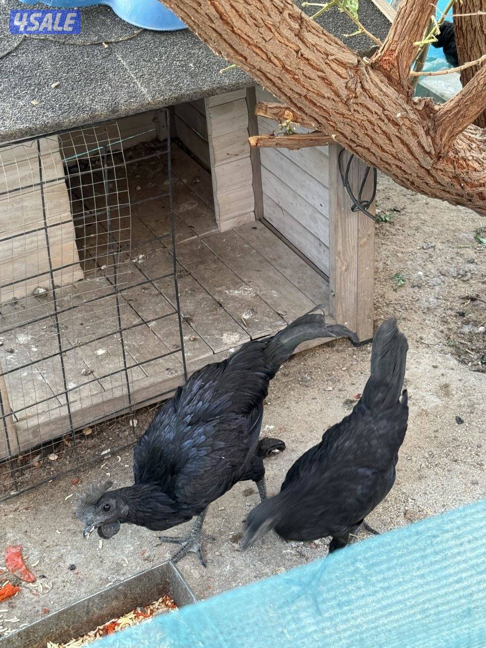 للبيع مجموعة أندونيسي دم صافي4