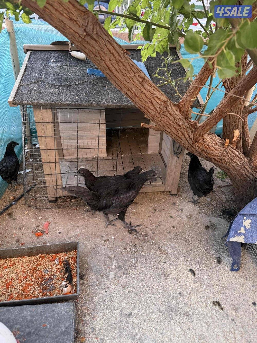 للبيع مجموعة أندونيسي دم صافي5