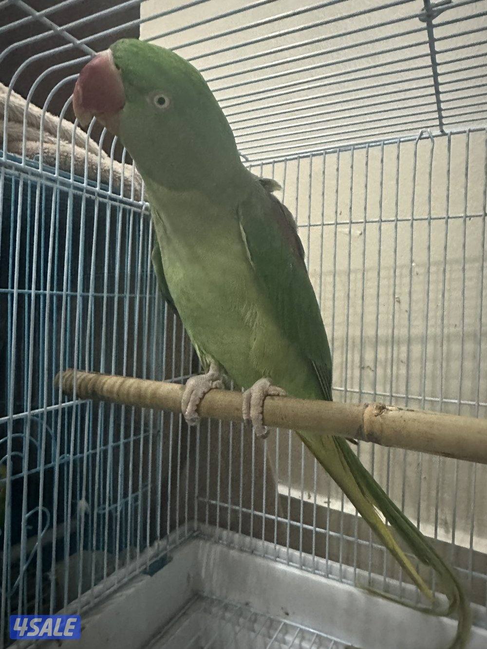 ببغاء للبيع0