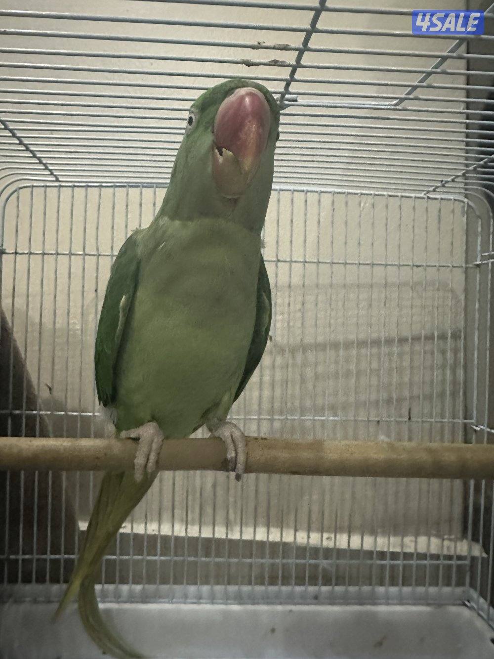ببغاء للبيع1