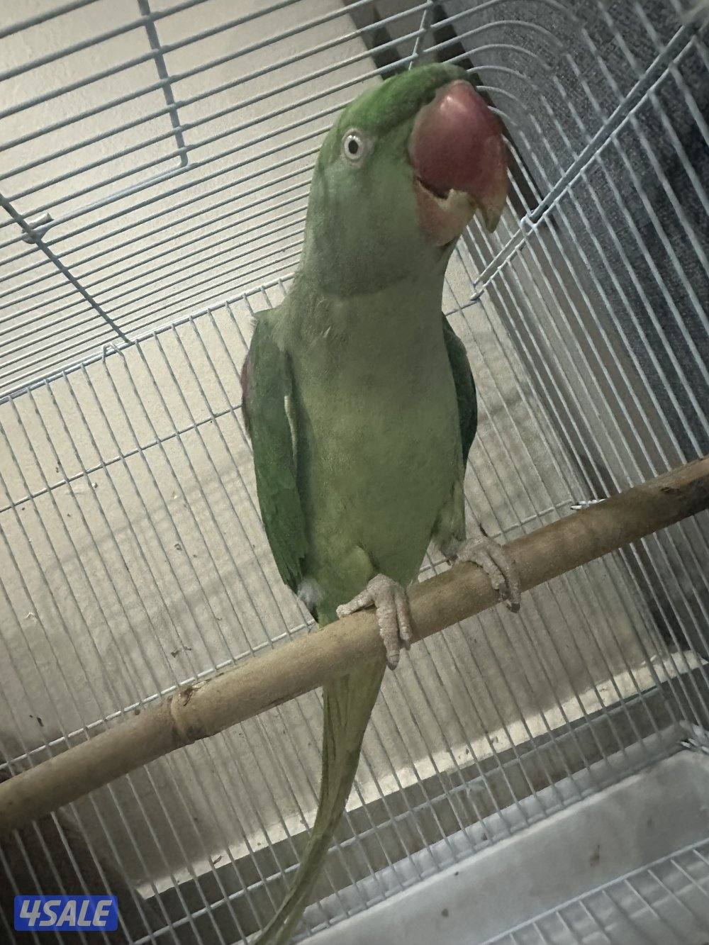 ببغاء للبيع2