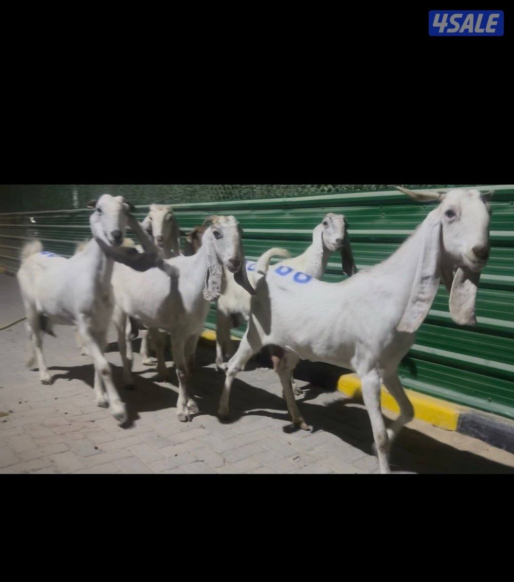 معزا العداد ٦ شرط السونار اتوام وجروم طيبه2