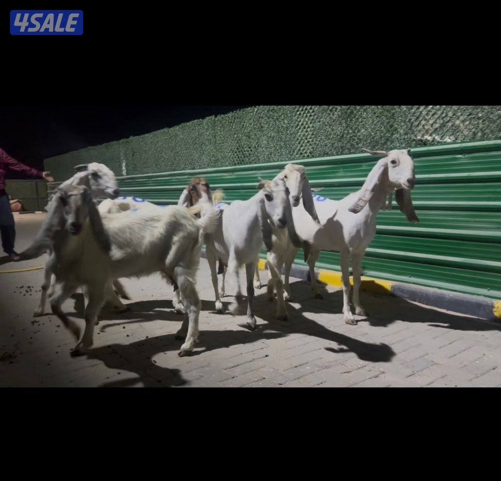 معزا العداد ٦ شرط السونار اتوام وجروم طيبه1