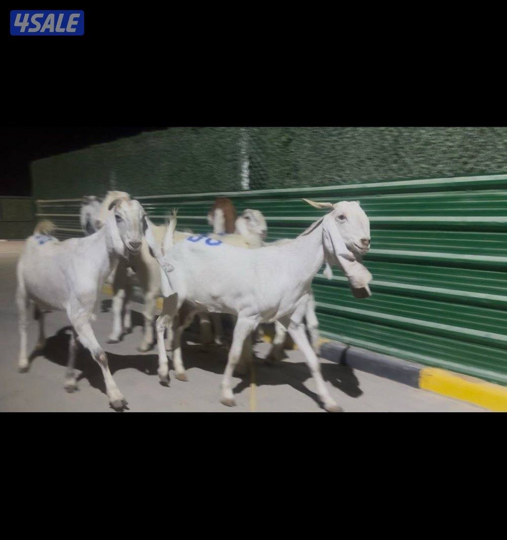 معزا العداد ٦ شرط السونار اتوام وجروم طيبه3