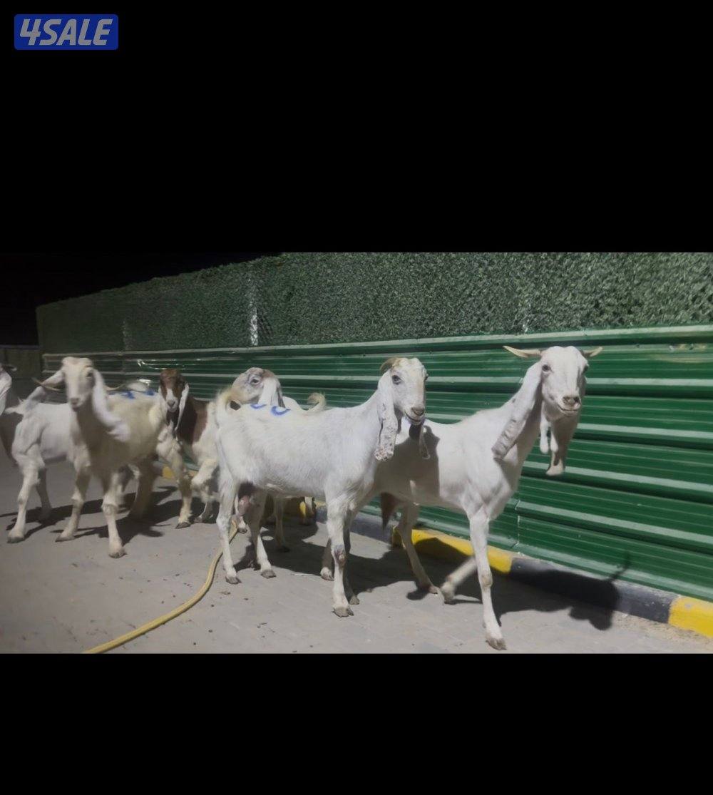 معزا العداد ٦ شرط السونار اتوام وجروم طيبه5