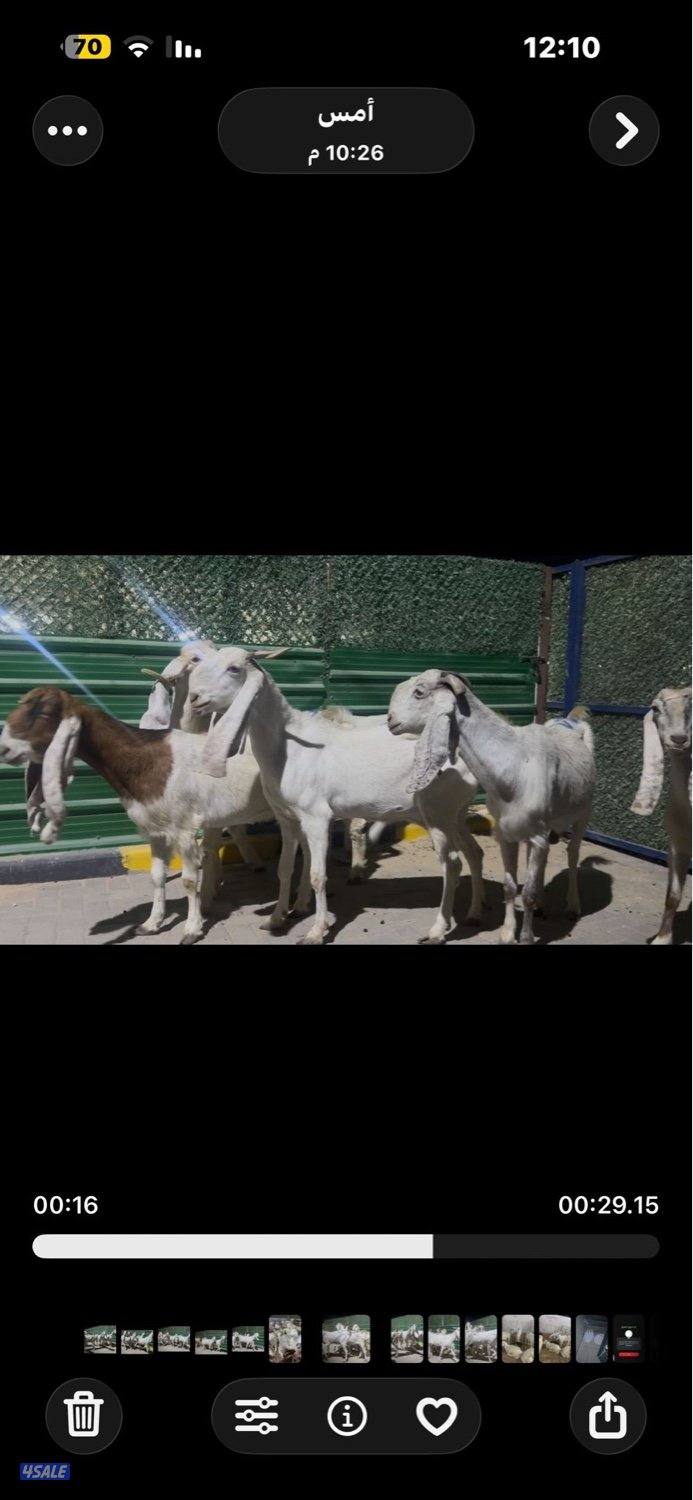 معزا العداد ٦ شرط السونار اتوام وجروم طيبه4