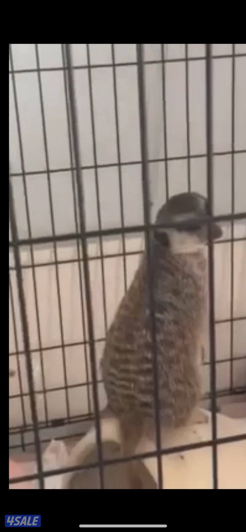 ميركات تيمون نثيه حامل عمرها سنه ونص مو حيل ربوه بس ماتعض كلش هاديه1