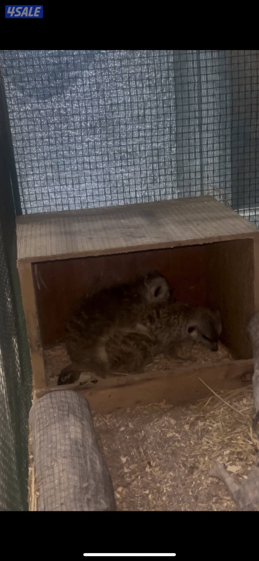 ميركات تيمون نثيه حامل عمرها سنه ونص مو حيل ربوه بس ماتعض كلش هاديه0