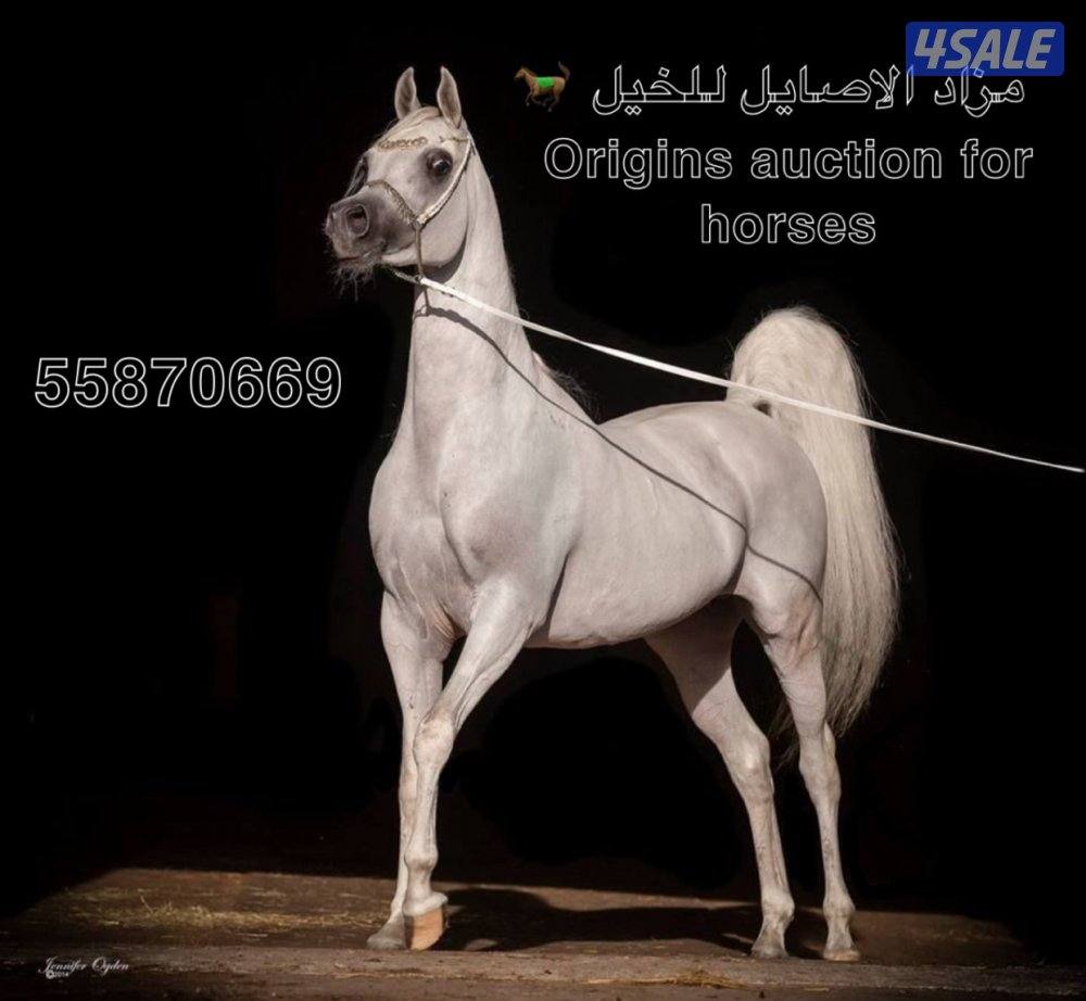 🔻ياهلا ومرحبا فيك في مزاد الاصايل للخيل 🔻0