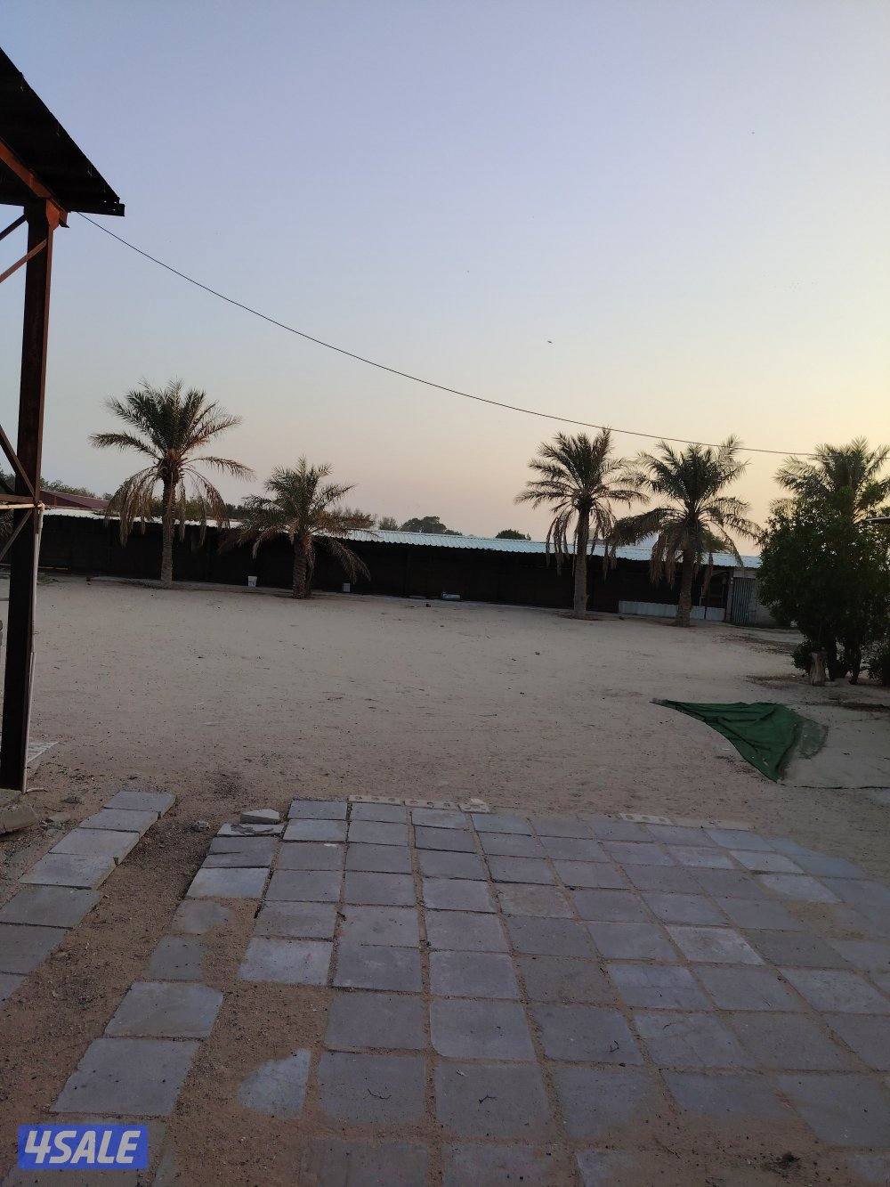 جاخور للتنا زل في كبد0