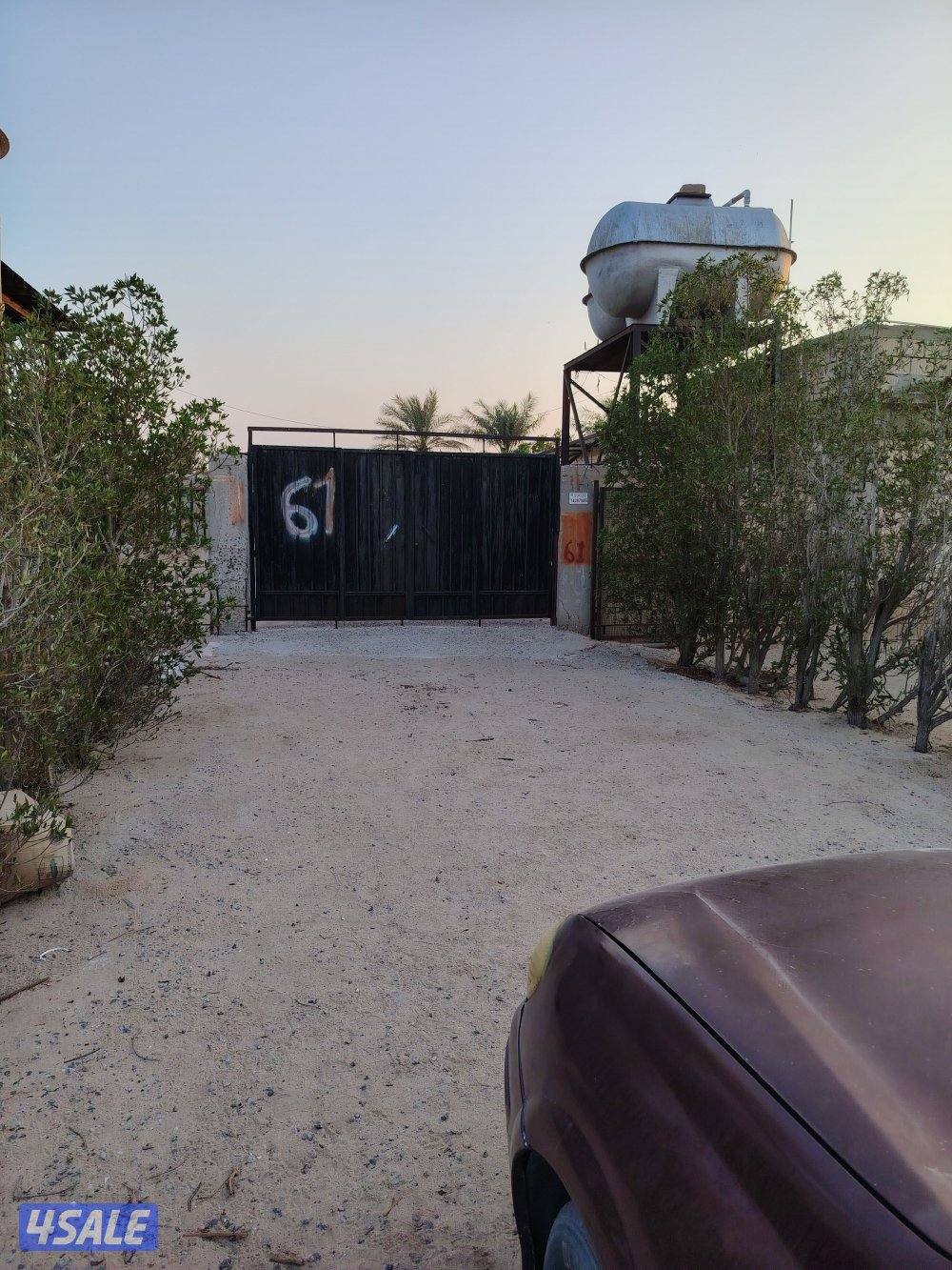 جاخور للتنا زل في كبد1