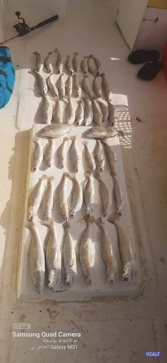 للإيجار رحلات حداق وتوصيل فيلكا6