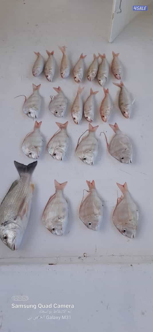 للإيجار رحلات حداق وتوصيل فيلكا7