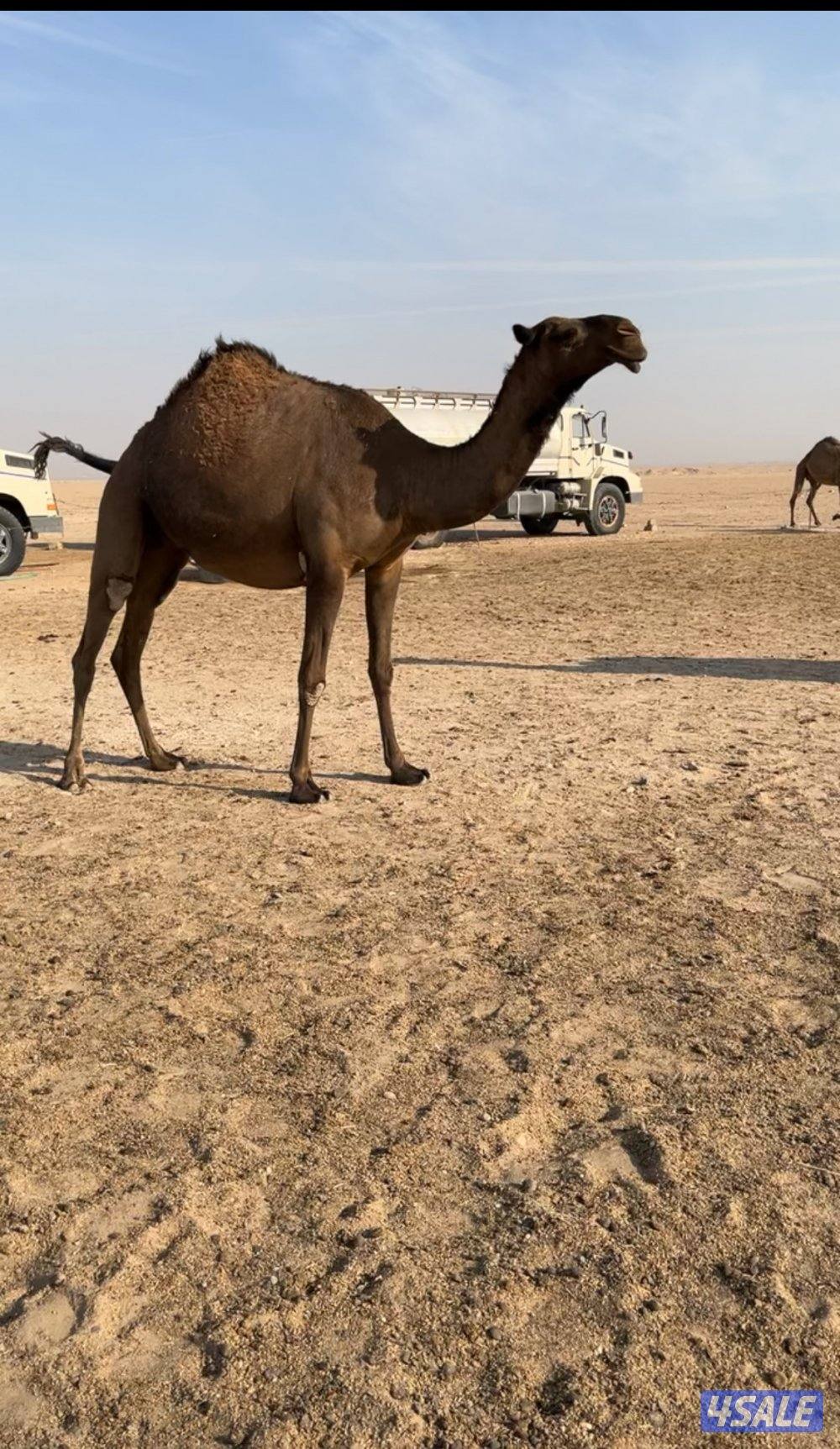 للبيع بعير منتج على على خرطوم بعير بن جفران0
