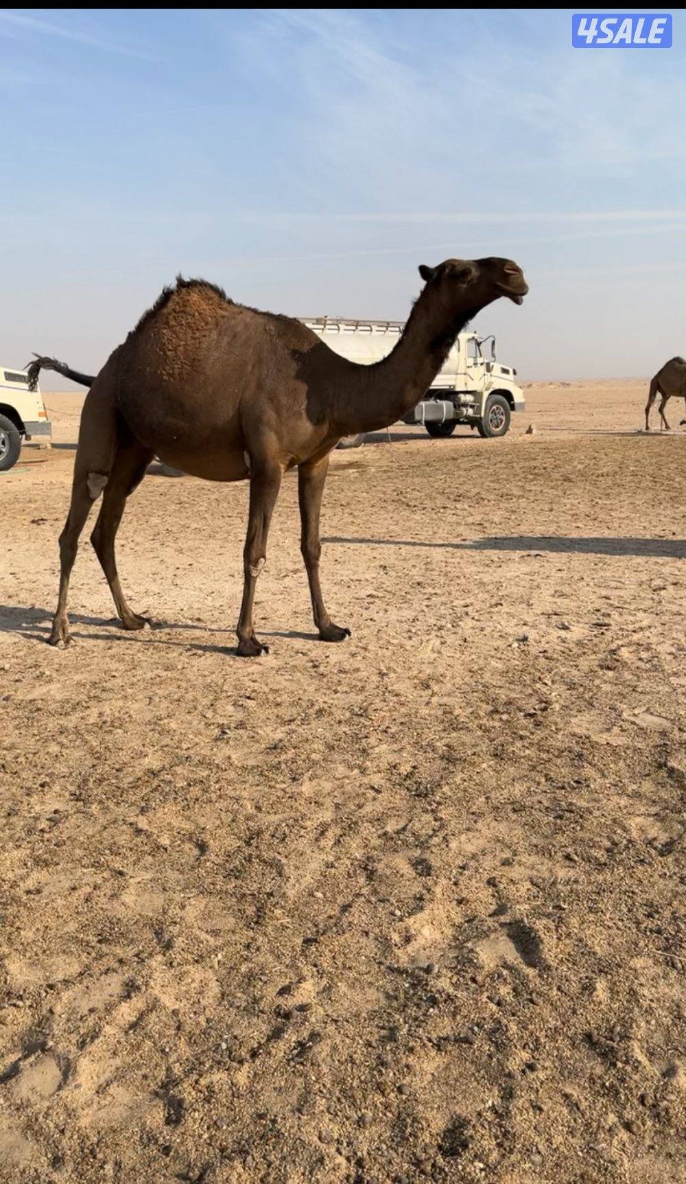 للبيع بعير منتج على على خرطوم بعير بن جفران1