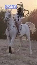 للبيع خيل5